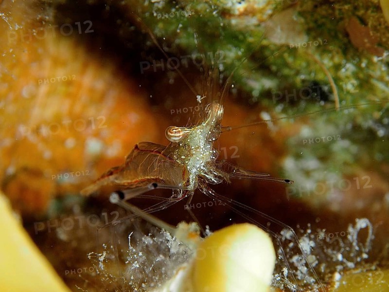 Red scissor shrimp (Cuapetes tenuipes), shrimp, hiding in a crevice-like cave, surrounded by algae, dive site House Reef, Mangrove Bay, El Quesir, Red Sea, Egypt, Africa