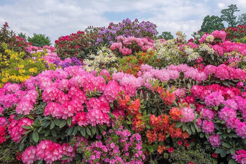 Rhododendron and azalea blossom, Lower Saxony, Germany, Europe