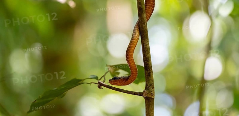 American whipsnake (Mastigodryas melanolomus), snake slithering on a branch, in the rainforest, Corcovado National Park, Osa, Puntarena Province, Costa Rica, Central America