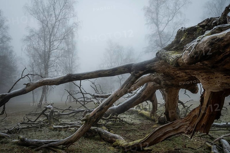 Gnarled trunk of an old, lightning-split, solitary oak tree on a cold and foggy day, Hohenlohe, Baden-Württemberg, Germany, Europe