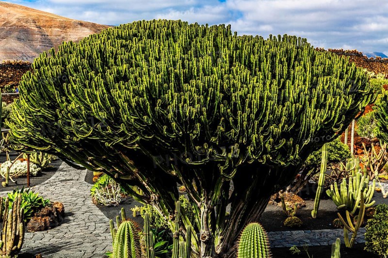 2016, Guatiza, Lanzarote, Jardin de Cactus by Cesar Manrique, ESP, Spain, Canary Islands, Canary Islands, Atlantic Ocean, Lanzarote, biosphere reserve, volcano, volcanism, volcanic island, island, recording date, Europe