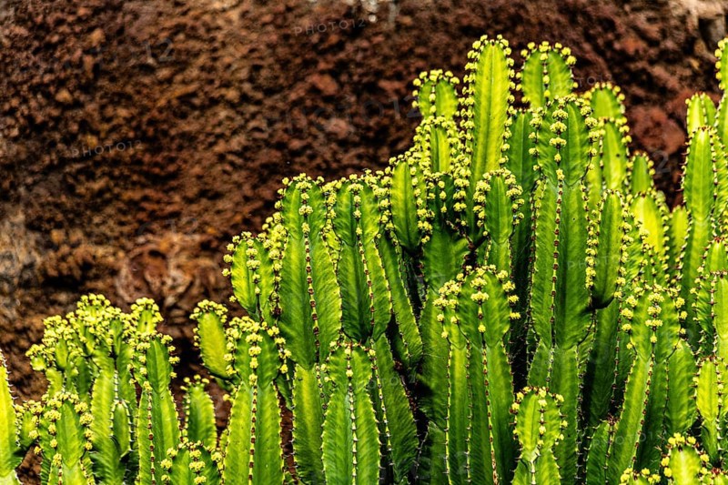 2016, Guatiza, Lanzarote, Jardin de Cactus by Cesar Manrique, ESP, Spain, Canary Islands, Canary Islands, Atlantic Ocean, Lanzarote, biosphere reserve, volcano, volcanism, volcanic island, island, recording date, Europe
