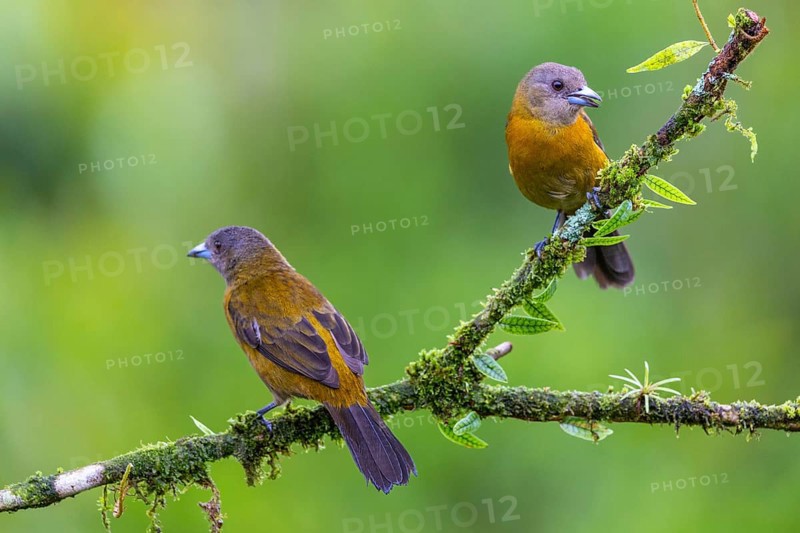 Flame tanager (Pamphecelus passerinii), tanager (Thraupidae), Costa Rica, Central America