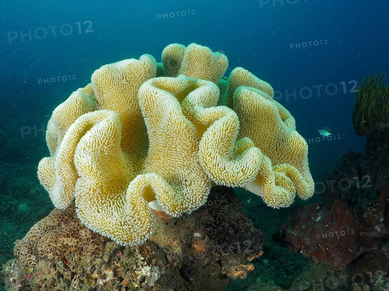 Large mushroom leather coral (Sarcophyton glaucum) on a seabed in a clear underwater world, dive site Pidada, Penyapangan, Bali, Indonesia, Asia