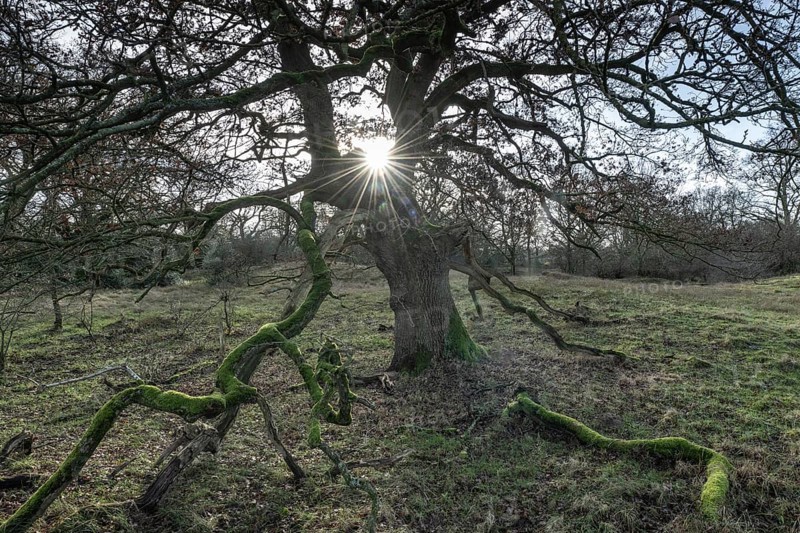 English oaks (Quercus robur) in the Hutewald forest, Emsland, Lower Saxony, Germany, Europe