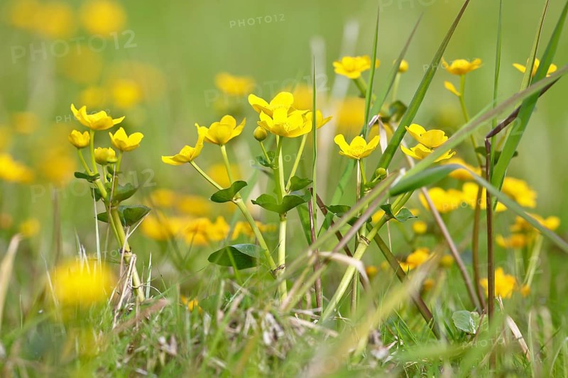Marsh marigold (Caltha palustris), flowers of wetland biotopes, yellow flower, Flusslandschaft Peenetal nature park Park, Mecklenburg-Western Pomerania, Germany, Europe