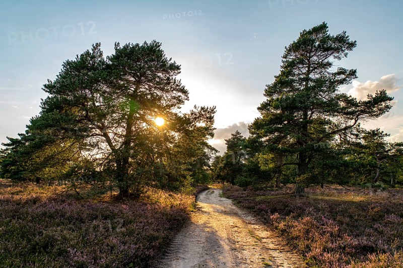 Osterheide, heather blossom of the broom heather, in the Lüneburg Heath nature reserve, Lower Saxony, Germany, Europe