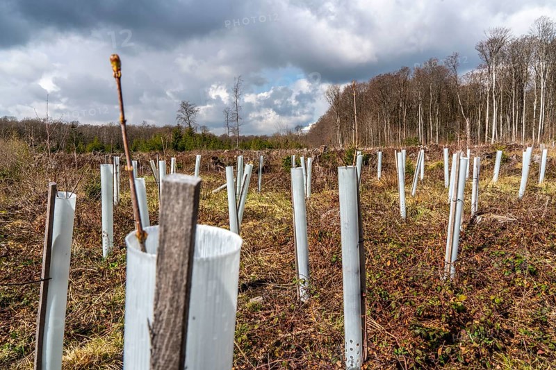 Reforestation in the Arnsberg Forest near Rüthen-Nettelstädt, Soest district, young trees in protective covers to protect the plants from browsing by game, on the site of a spruce forest that had died and been felled due to heavy bark beetle infestation, North Rhine-Westphalia, Germany, Europe