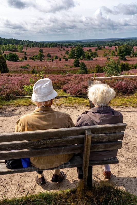 Blooming heath, heather and juniper bushes, viewpoint on the Wilseder Berg, senior citizens on a park bench, in the Lüneburg Heath nature reserve, Lower Saxony, Germany, Europe