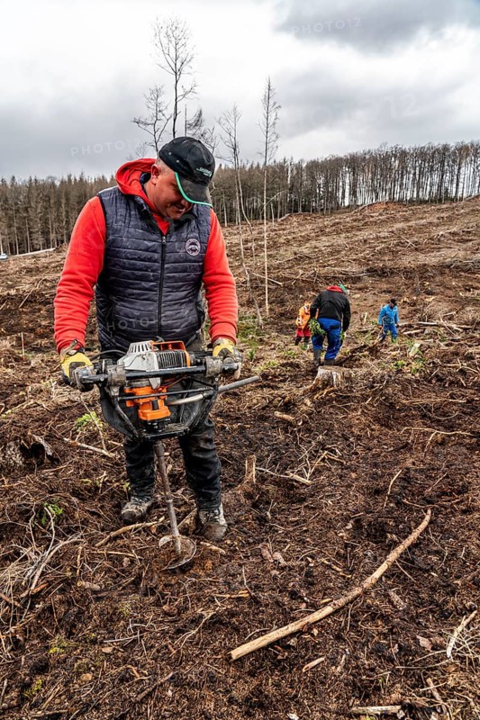 Reforestation in the Arnsberg Forest near Warstein-Sichtigvor, Soest district, forestry workers drill holes in the forest floor to plant young deciduous trees on the site of a spruce forest that had died and been felled due to heavy bark beetle infestation, North Rhine-Westphalia, Germany, Europe