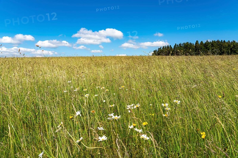 Forest, landscape, pasture with high grass, vastness, clouds, summer in Hochsauerlandkreis, North Rhine-Westphalia. Germany
