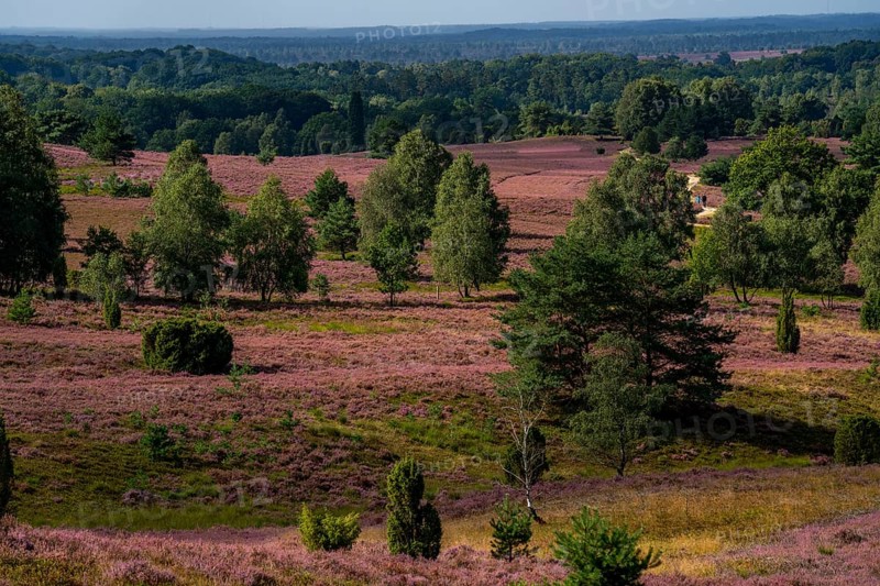 Flowering heath, heather and juniper bushes, near Wilseder Berg, in the Lüneburg Heath nature reserve, Lower Saxony, Germany, Europe