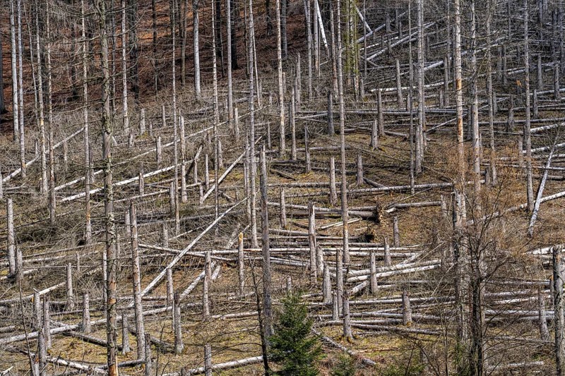 Dead spruce trees, broken by wind, lying in disarray, forest dieback in the Arnsberg Forest nature park Park, over 70 per cent of the spruce trees are diseased, damaged, mostly by the bark beetle, which was able to spread due to drought and heat, climate change, near Hirschberg, North Rhine-Westphalia, Germany, Europe