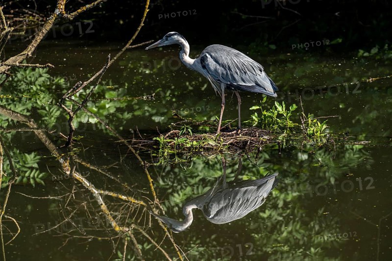 Grey heron in an oxbow lake of the Ruhr, in the Saarn-Mendener Ruhrauen, nature reserve, Mülheim an der Ruhr, North Rhine-Westphalia, Germany, Europe