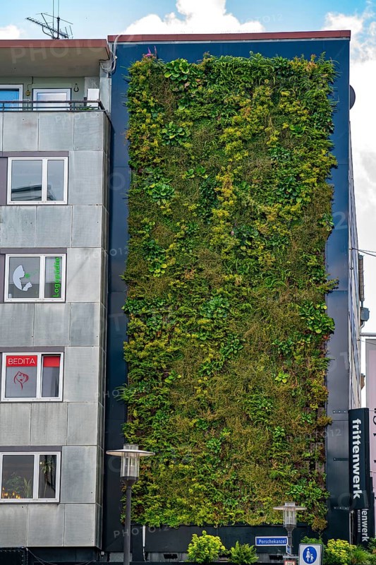 Green façade on a commercial building in the city centre of Essen, Porschkanzel, plants grow vertically on the house wall, North Rhine-Westphalia, GermanyGreen façade on a commercial building in the city centre of Essen, Porschkanzel, plants grow vertically on the house wall, North Rhine-Westphalia, Germany, Europe