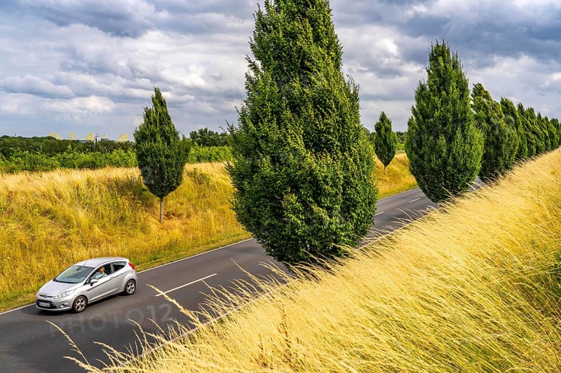 Dorstfelder Allee in Dortmund, completely new road built in 2013, former farmland, in the Dorstfeld district, Tuscany-style tree avenue with 92 new trees, North Rhine-Westphalia, Germany, Europe