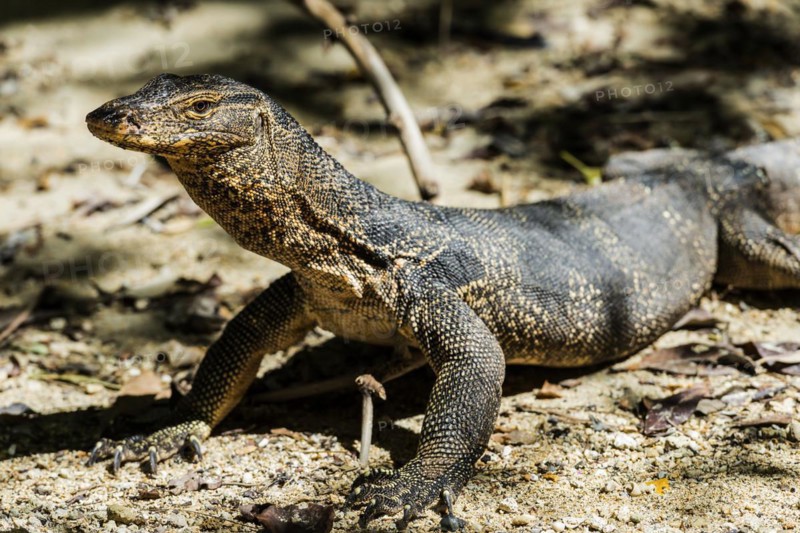 Water monitor (Varanus salvator), monitor lizard, lizard, reptile, animal, wild, free-living, wildlife, animal photo, exotic, tropical, tropical animal, Krabi, Thailand, Asia