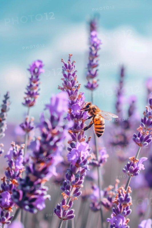 Bee, honey bee (Apis sp.) sitting on a lavender flower (Lavandula), AI generated, AI generated, AI generated