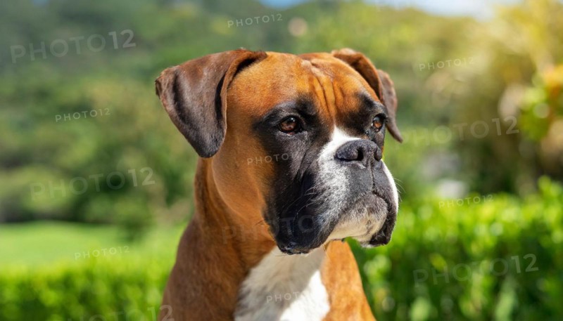 Pets, Dog, German Boxer, AI-generated, AI generated
