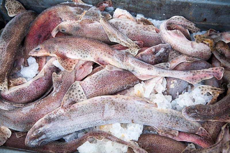 Lesser Spotted Dogfish also called Small Spotted Catshark, Scyliorhinus canicula, freshly landed in tray with ice, Ilfracombe, Devon, England, United Kingdom, Europe