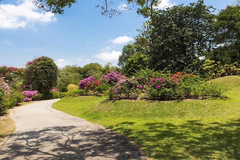 Garden path with purple flowering plants in botanical garden
