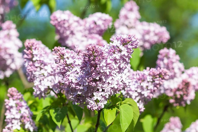 Blooming lilac in the botanical garden in spring