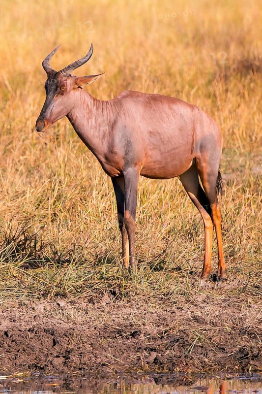 Africa, Botswana, antelope, lyrebird, Botswana, Africa