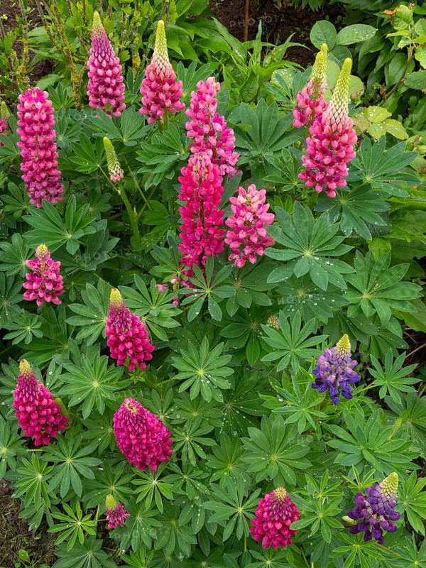 Garden scene with bright pink flowers and green leaves in a lush, colorful setting, Common Nine Bark (Physocarpus opulifolius), and Lupins (Lupinus Polyphyllus), flowering, covered in raindrops, in a green garden setting, Hesse, Germany, Europe