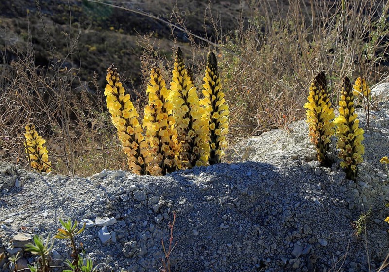 Yellow broomrape, Cistanche phelypaea, flowering in Paraje Natural de Karst en Yesos, Almeria, Spain, Europe