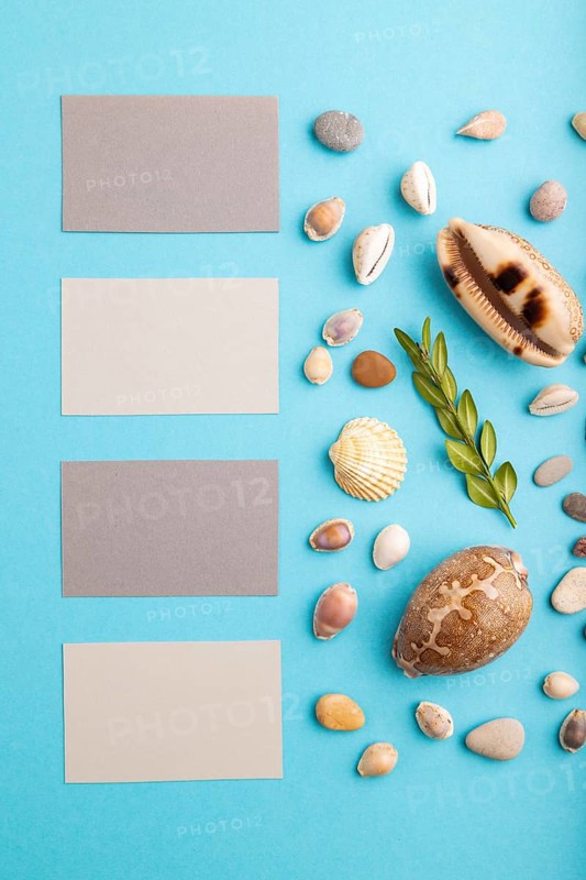 Composition with gray paper business cards, seashells, green boxwood. mockup on blue pastel background. Blank, top view, still life, flat lay, copy space. travel concept