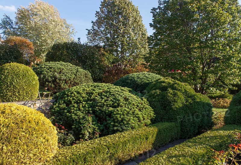 Cottage garden with green lawn, trees, hedges, trimmed bushes and large mountain pines. Modern landscape design