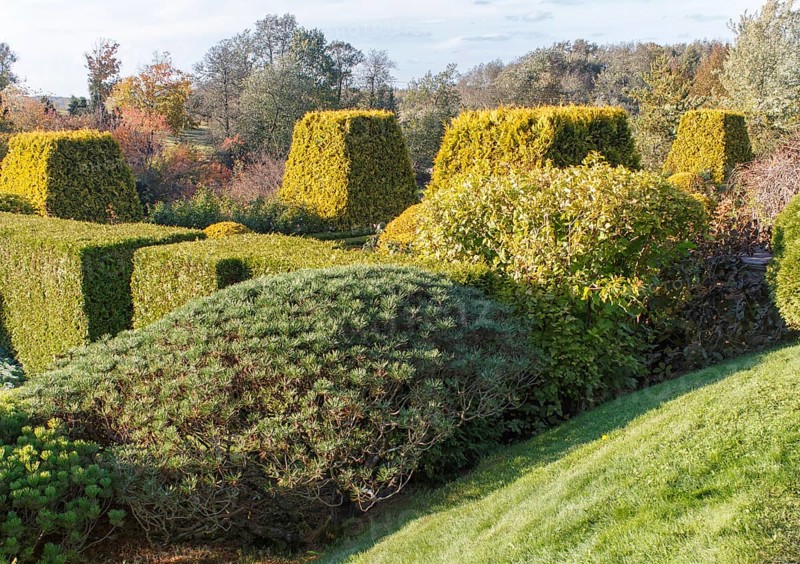 Cottage garden with green lawn, trees, hedges, trimmed bushes and large mountain pines. Modern landscape design