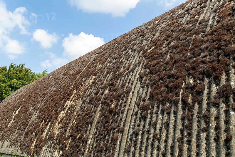 Moss growing on corrugated asbestos roof of Nissen hut building, Boyton, Suffolk, England, UK