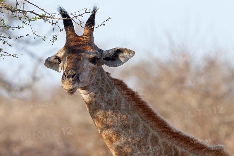 South African giraffe (Giraffa camelopardalis giraffa), young animal looking at camera, animal portrait, head close-up, Kruger National Park, South Africa, Africa