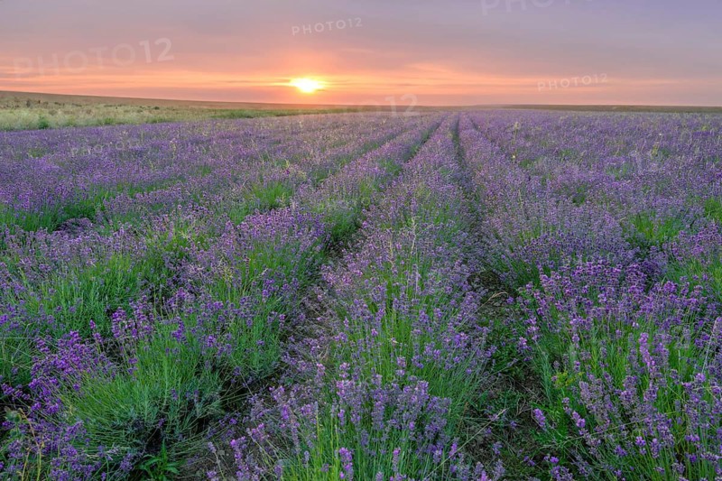 Lavender field in the Lipperland near Detmold Germany
