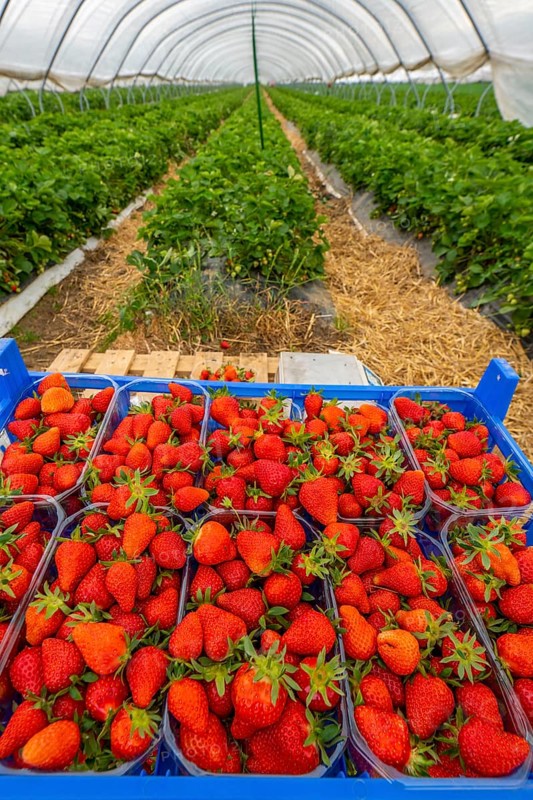 Harvest of strawberries, strawberry cultivation in the open, under a foil tunnel, young strawberry plants growing, in different stages of ripeness, near Dormagen, Rhineland, North Rhine-Westphalia, Germany, Europe