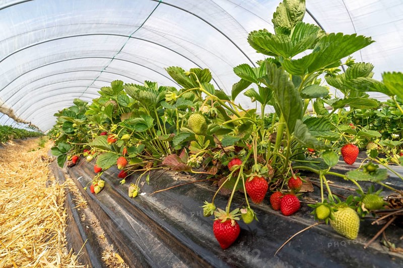 Harvest of strawberries, strawberry cultivation in the open, under a foil tunnel, young strawberry plants growing, in different stages of ripeness, near Dormagen, Rhineland, North Rhine-Westphalia, Germany, Europe