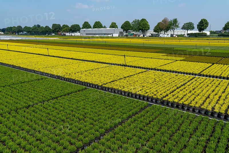 Horticultural business, broom heather plants, in flower pots, outdoors, Calluna vulgaris, North Rhine-Westphalia, Germany, Europe