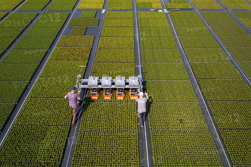 Horticultural business, broom heather plants, in flower pots, outdoors, Calluna vulgaris, are cut back to optimise the flowering behaviour, North Rhine-Westphalia, Germany, Europe