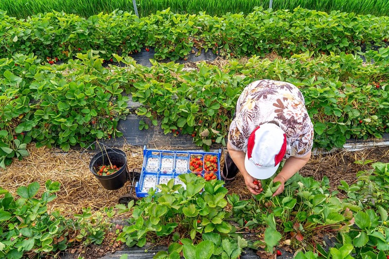 Harvesting strawberries, harvest helper, strawberry cultivation in the open field, under a foil tunnel, young strawberry plants growing up, in different stages of ripeness, near Dormagen, Rhineland, North Rhine-Westphalia, Germany, Europe
