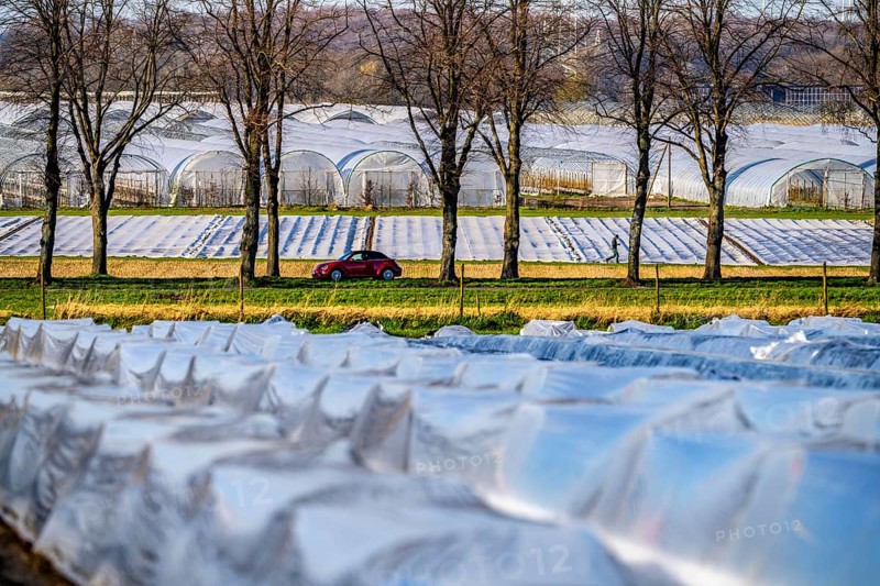 Asparagus fields, asparagus stems under foil, for faster growth, in the background foil greenhouses for strawberries, near Kirchhellen, district of Bottrop, North Rhine-Westphalia, Germany, Europe