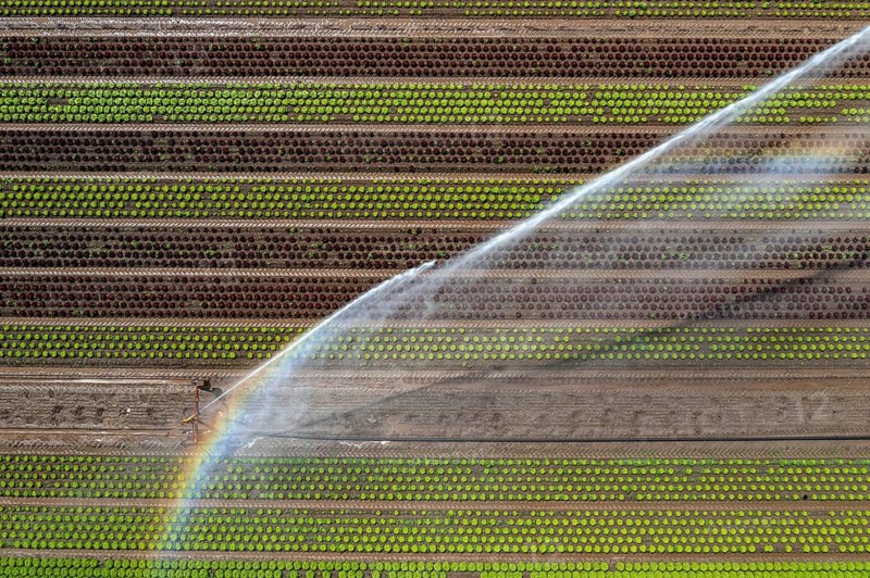 A field is artificially irrigated, water is sprayed onto the field via an irrigation system, field with different lettuce plants, in different stages of growth, North Rhine-Westphalia, Germany, Europe