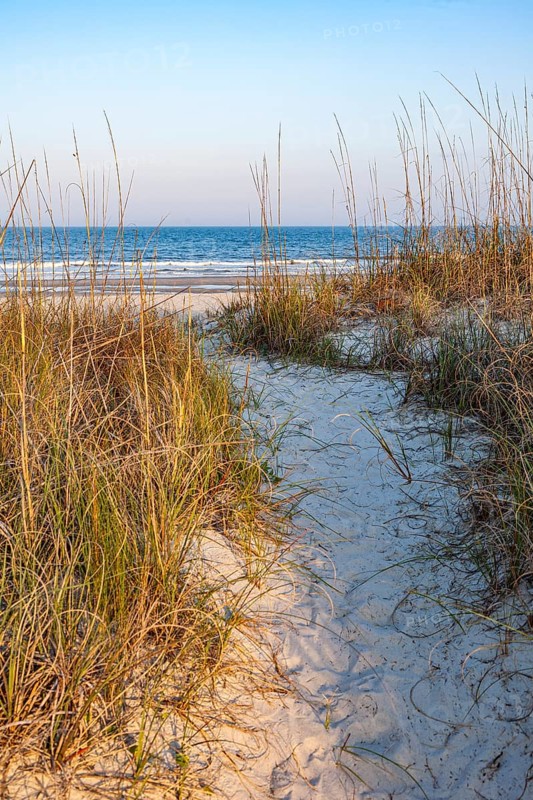 Sand walkway in the grasses over sand dunes on the beach at Amelia Island, Florida, USA, North America