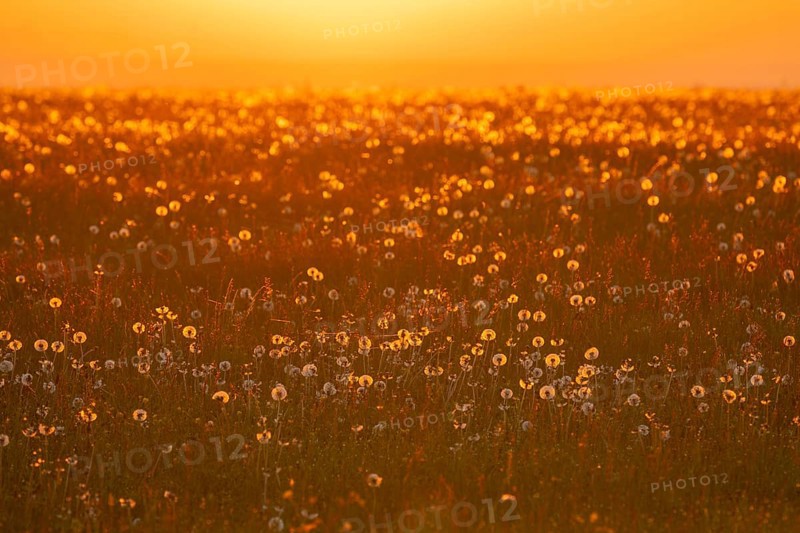 Meadow with fruit stands of the common dandelion (Taraxacum sect. Ruderalia), dandelions, at sunrise, red coloured sky, Thuringia, Germany, Europe