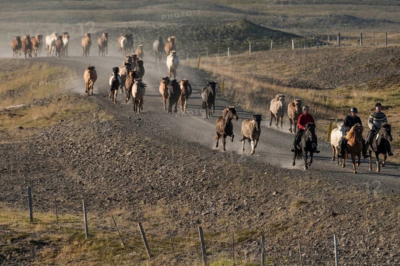 Icelandic horses (Equus islandicus) and mounted drivers at a horse round-up or réttir, dust cloud, near Laugarbakki, North Iceland, Iceland, Europe