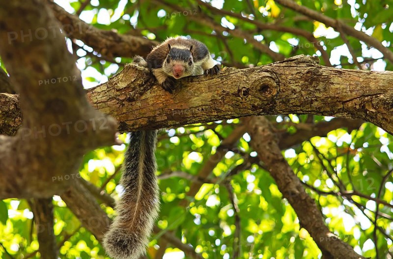 Sri Lanka giant squirrel (Ratufa macroura) on a tree, Habarana, Anuradhapura, North Central Province, Sri Lanka, Asia