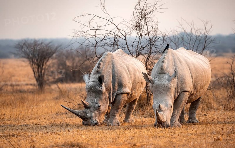 Southern white rhinoceros (Ceratotherium simum simum), two rhinos grazing in the evening light, Khama Rhino Sanctuary, Serowe, Botswana, Africa