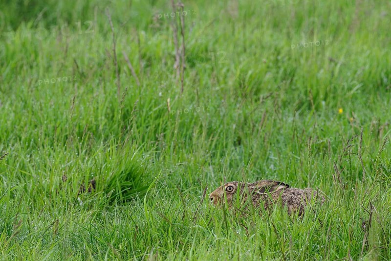 A brown hare (Lepus europaeus) takes cover in a salt marsh, Mecklenburg-Western Pomerania, Germany, Europe