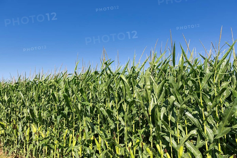 Symbolic image, renewable energies, maize plants, biogas plant, feed maize, detail, immature, Baden-Württemberg, Germany, Europe