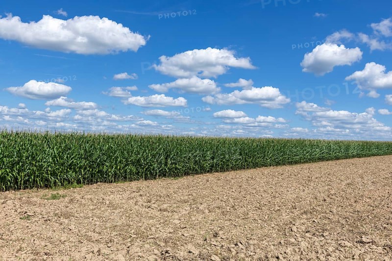 Symbolic image, renewable energies, maize plants, biogas plant, feed maize, maize cobs, clouds, immature, Baden-Württemberg, Germany, Europe